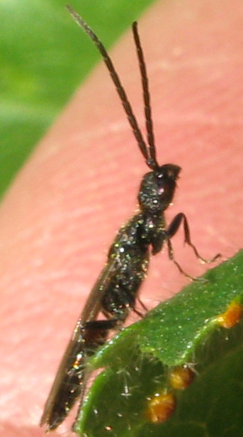 Bethylidae Pristocerinae maschio